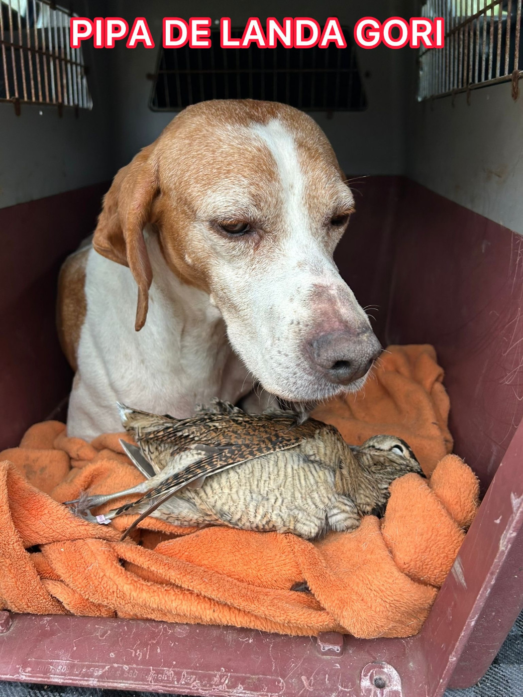 de landa gori - PIPA DE LANDA GORI/Chasse la bécasse/BRETAGNE/ BEARN