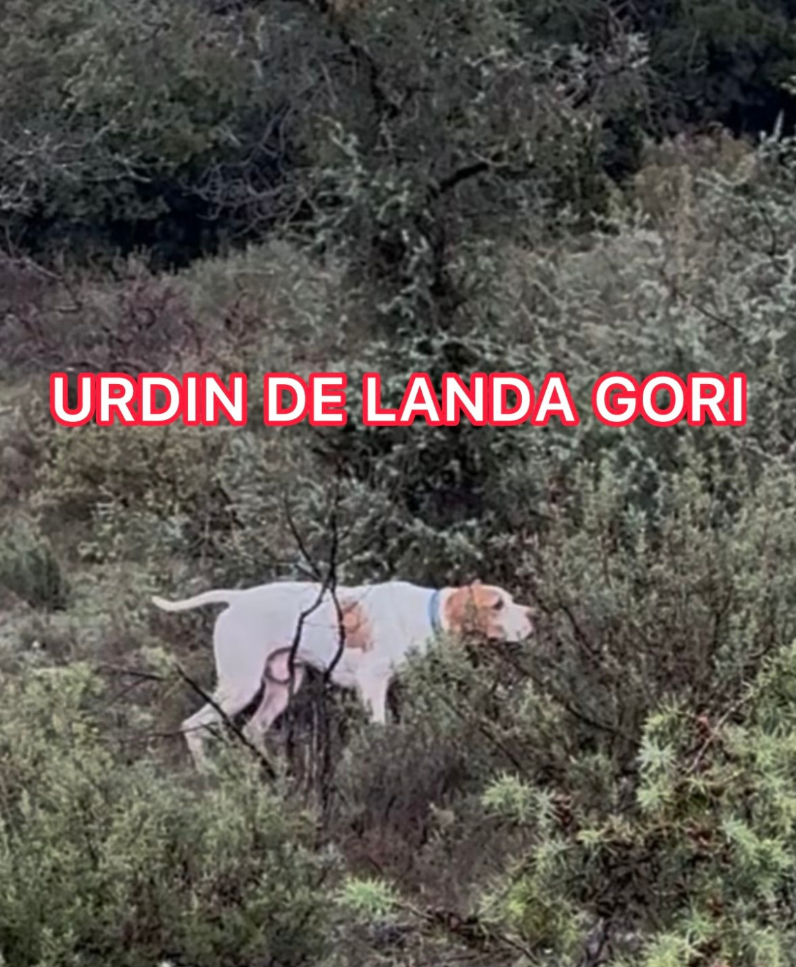 URDIN DE LANDA GORI/Chasse SUD EST