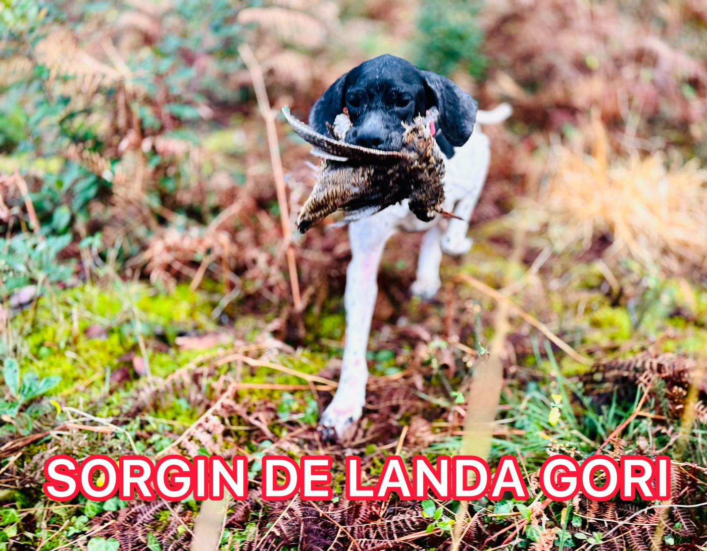 SORGIN DE LANDA GORI/Chasse la bécasse/LANDES