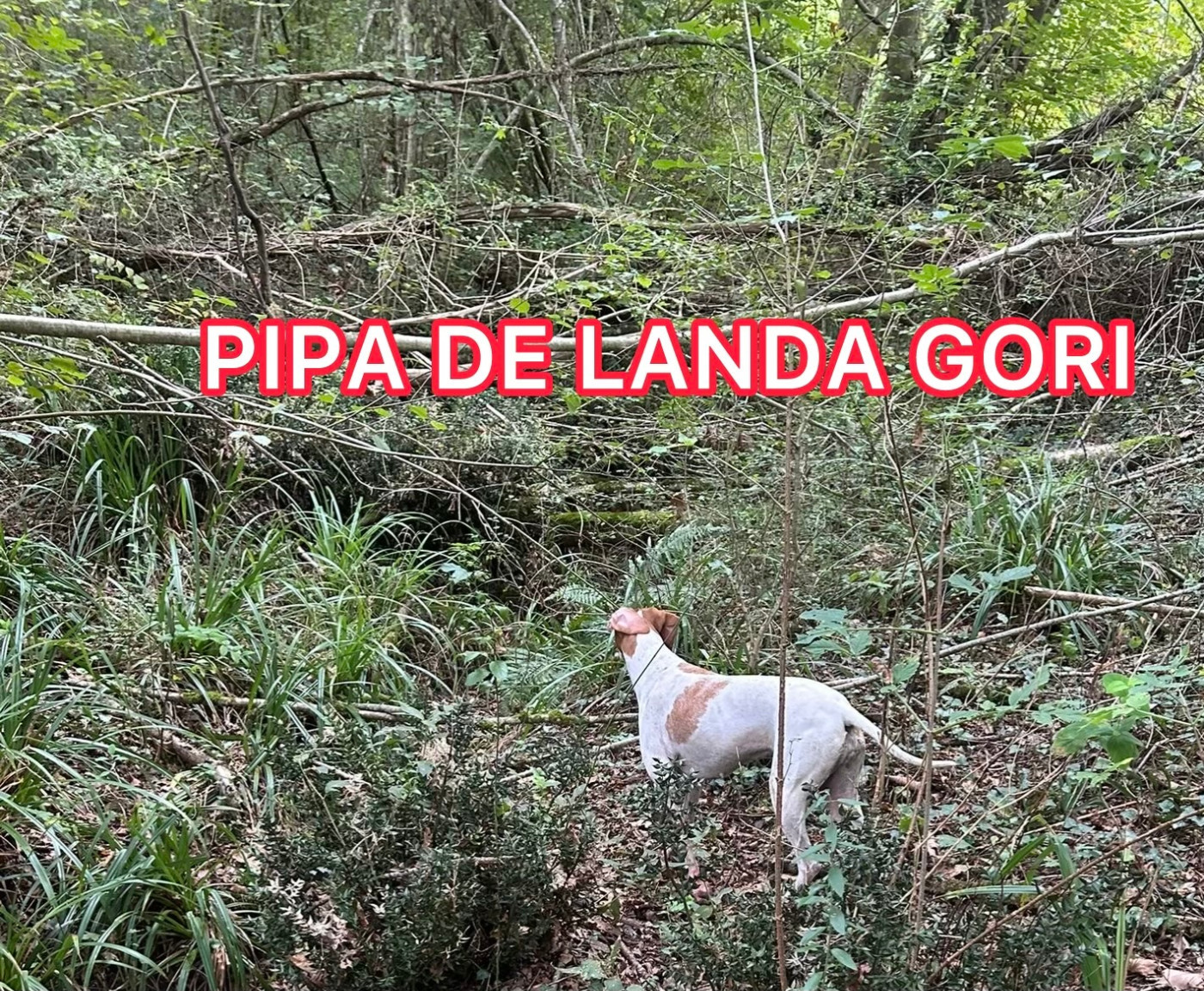 PIPA DE LANDA GORI/Chasse la bécasse/BEARN