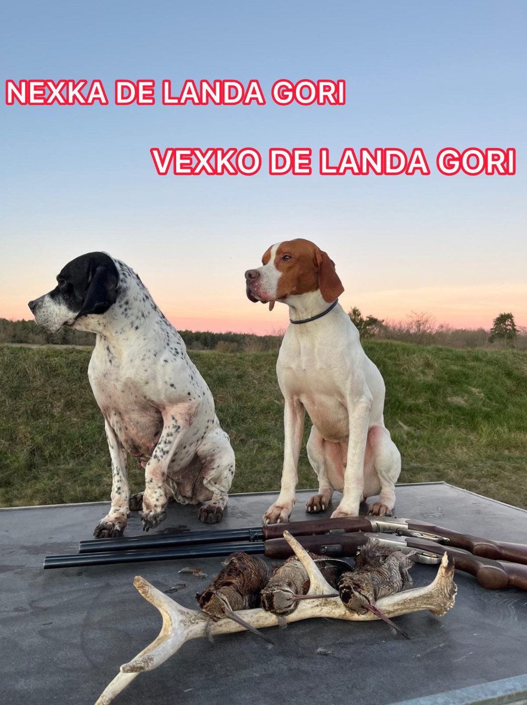 NEXKA et VEXKO DE LANDA GORI/Chasse la bécasse/NORD