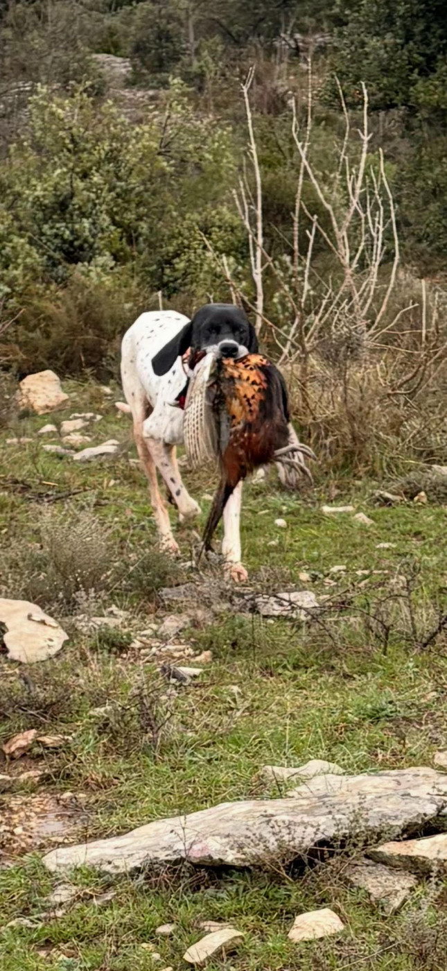 de landa gori - LAGUN DE LANDA GORI/Chasse bécasse/Faisan/HERAULT