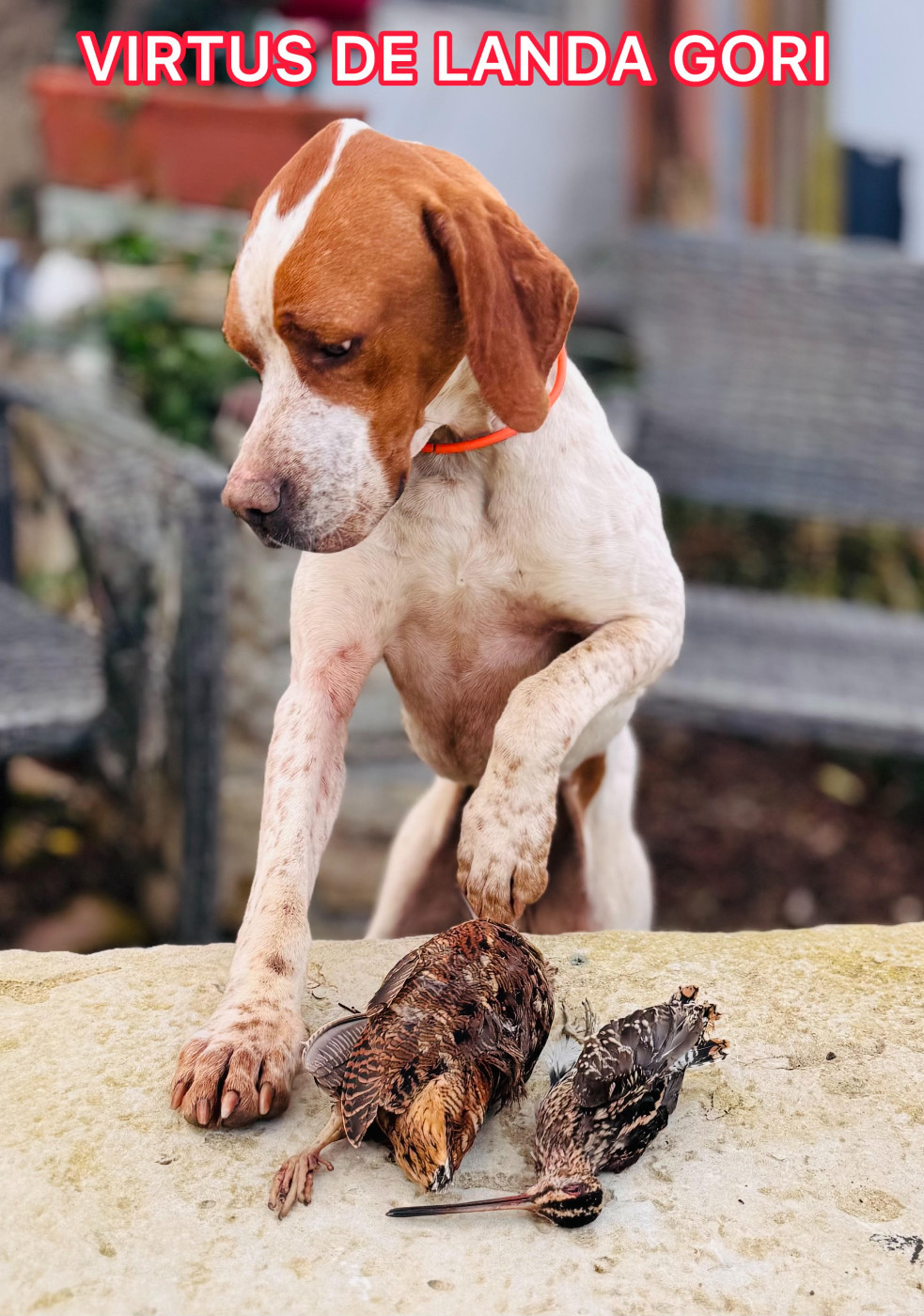 de landa gori - VIRTUS DE LANDA GORI/Chasse/Bécasse/Becassine/ LANDES
