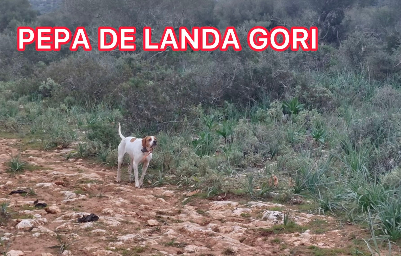 de landa gori - PEPA DE LANDA GORI /Chasse/Bécasse/Perdreaux rouges/ÎLES BALEARES