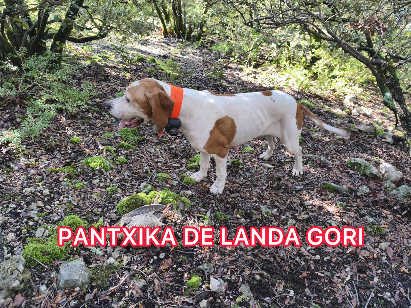 de landa gori - PANTXIKA DE LANDA GORI/Chasse la bécasse/