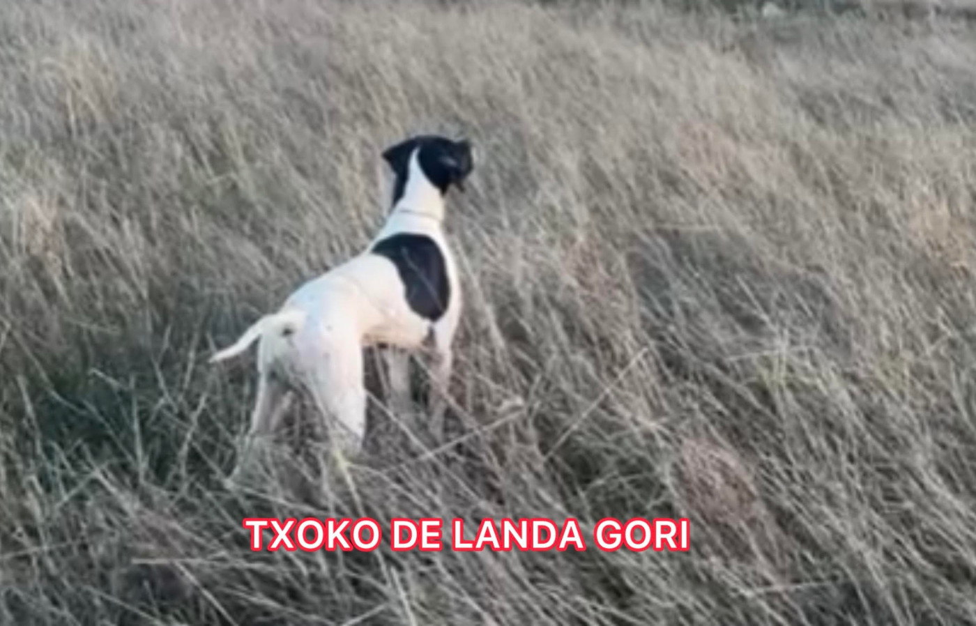 de landa gori - TXOKO DE LANDA GORI/Entraînement /perdreaux rouges/ANDALUCIA