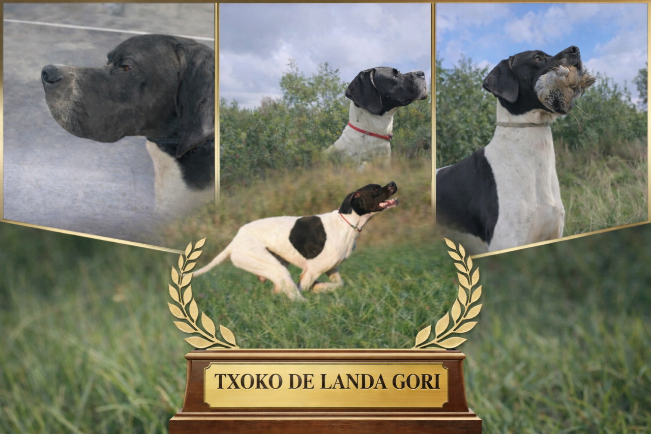 TXOKO DE LANDA GORI/Champion ESPAGNE BEAUTE/TRIALER Chasse PRATIQUE/TRIALER PRINTEMPS/BRAVO Y BELLO