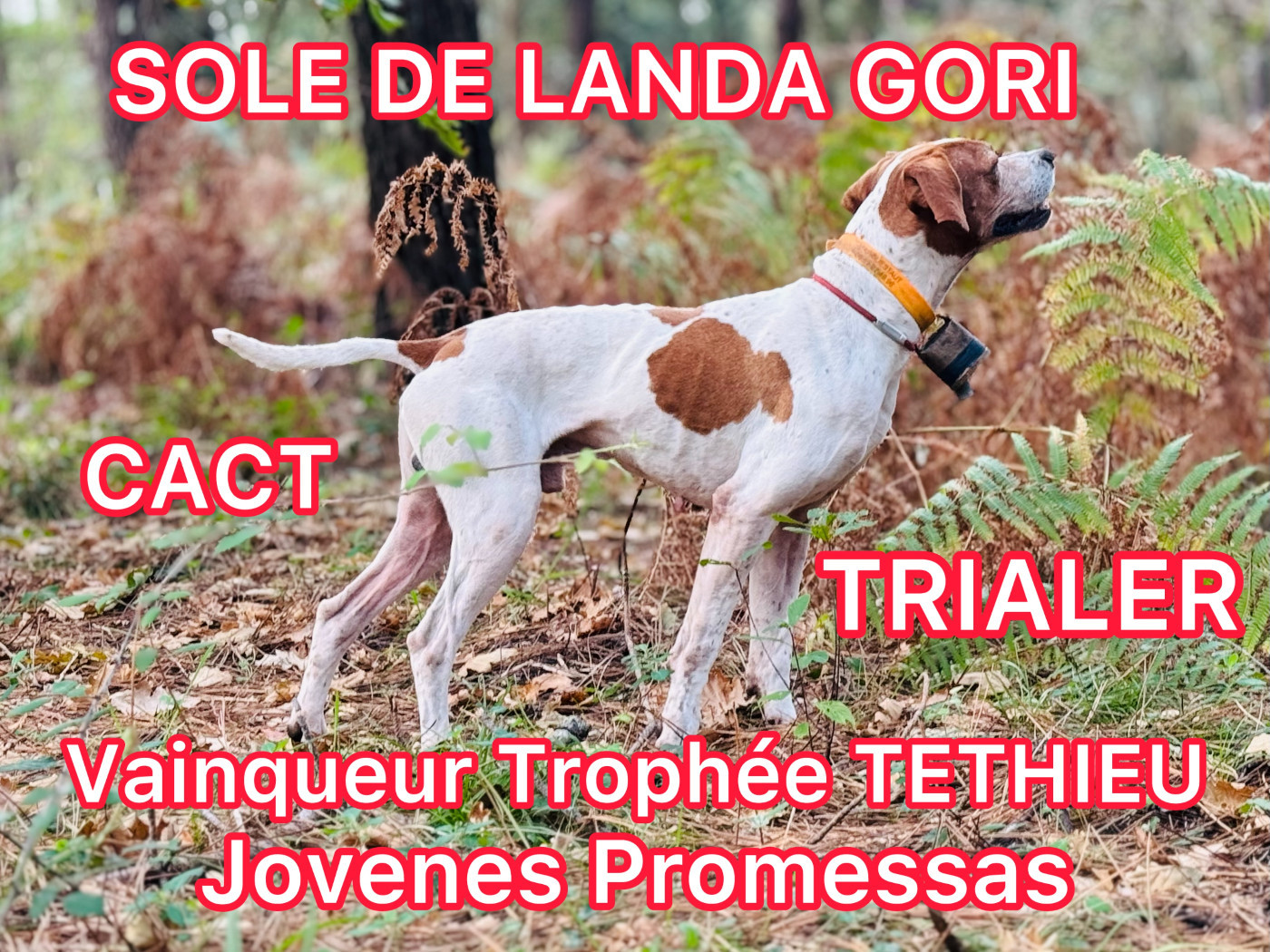 SOLE DE LANDA GORI/TRIALER /EXCELLENT "plus" NATIONALE ELEVAGE