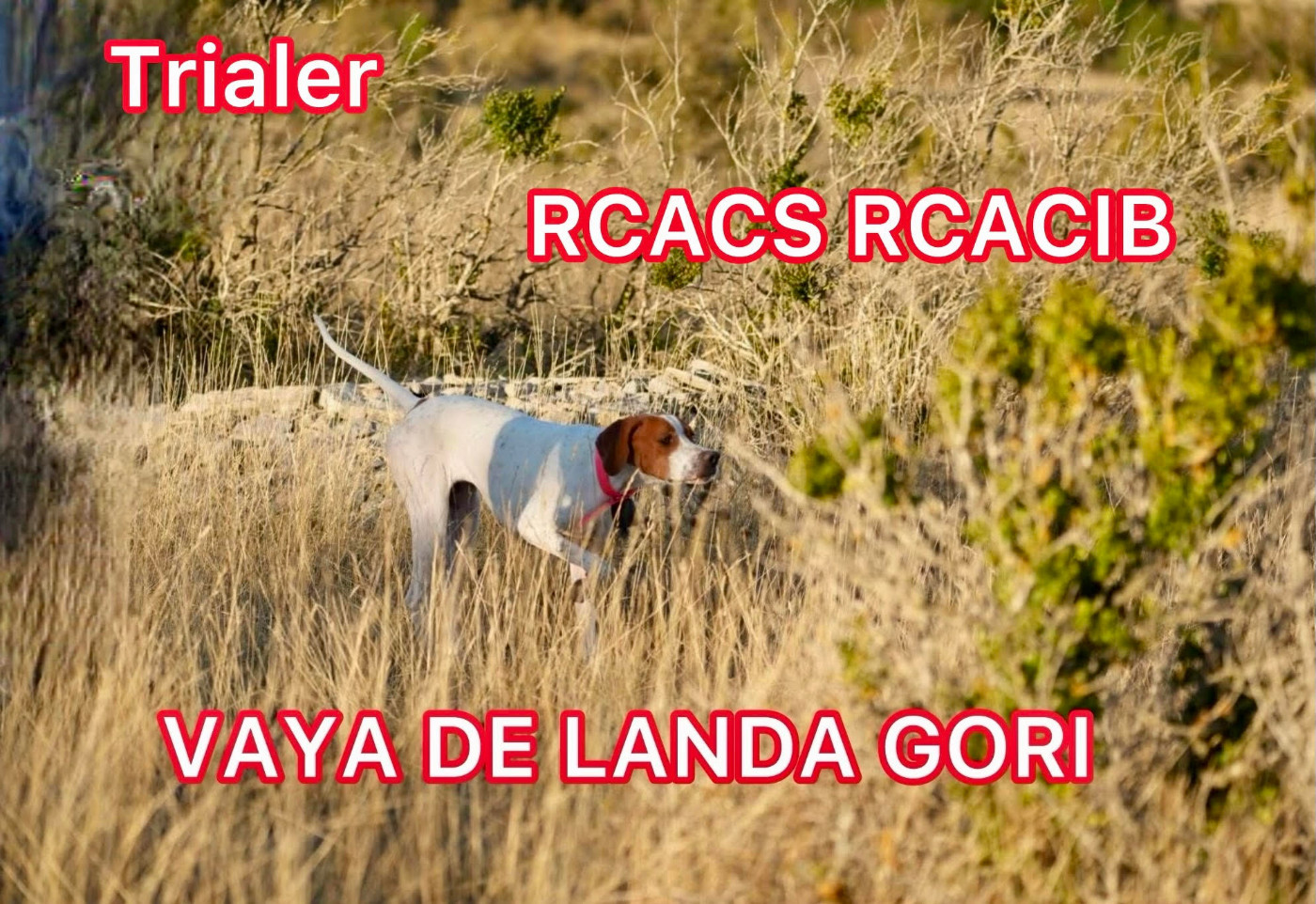 de landa gori - VAYA DE LANDA GORI/TRIALER/CACS CACIB ...