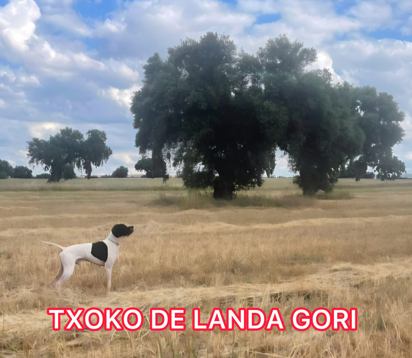 de landa gori - TXOKO DE LANDA GORI/Entraînement perdreaux Espagne