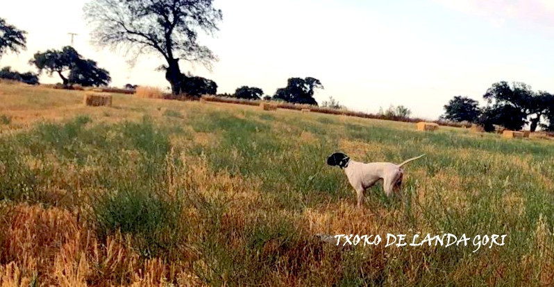 TXOKO DE LANDA GORI/2eme Excellent /Field trial CP Santa Margalida(MALLORCA)