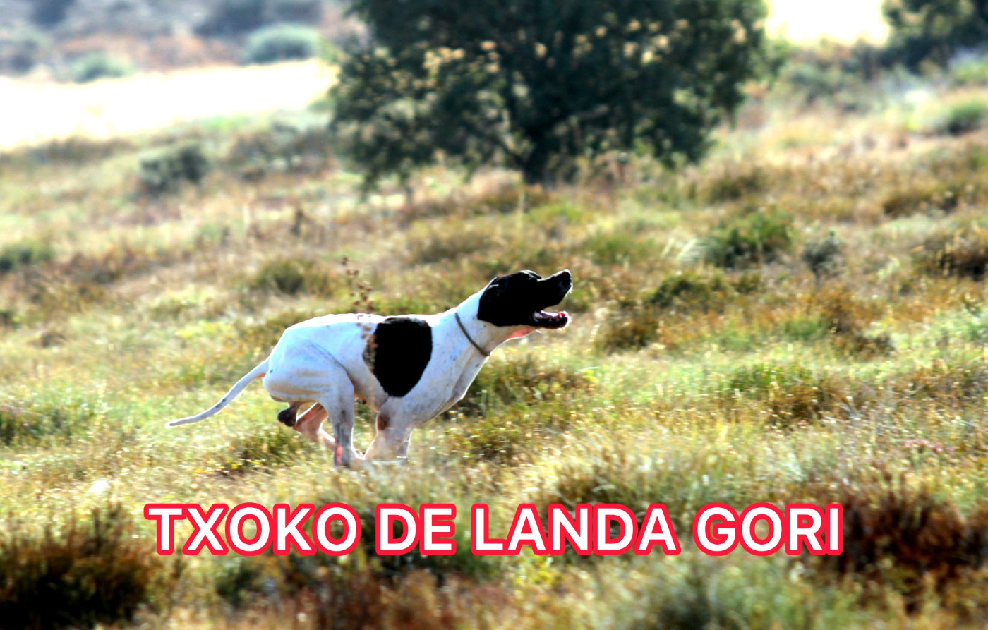de landa gori - TXOKO DE LANDA GORI/Entraînement/Burgos