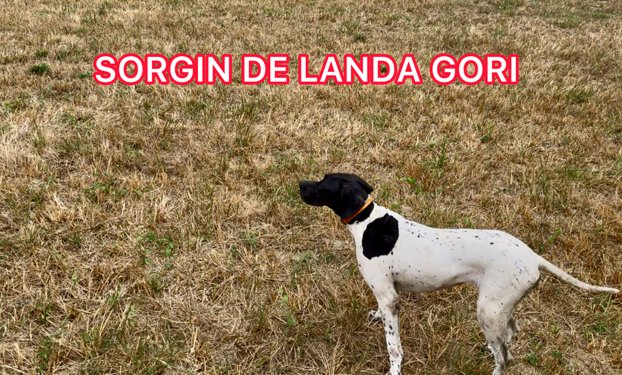 SORGIN DE LANDA GORI/Entraînement /cailles sauvages/Burgos