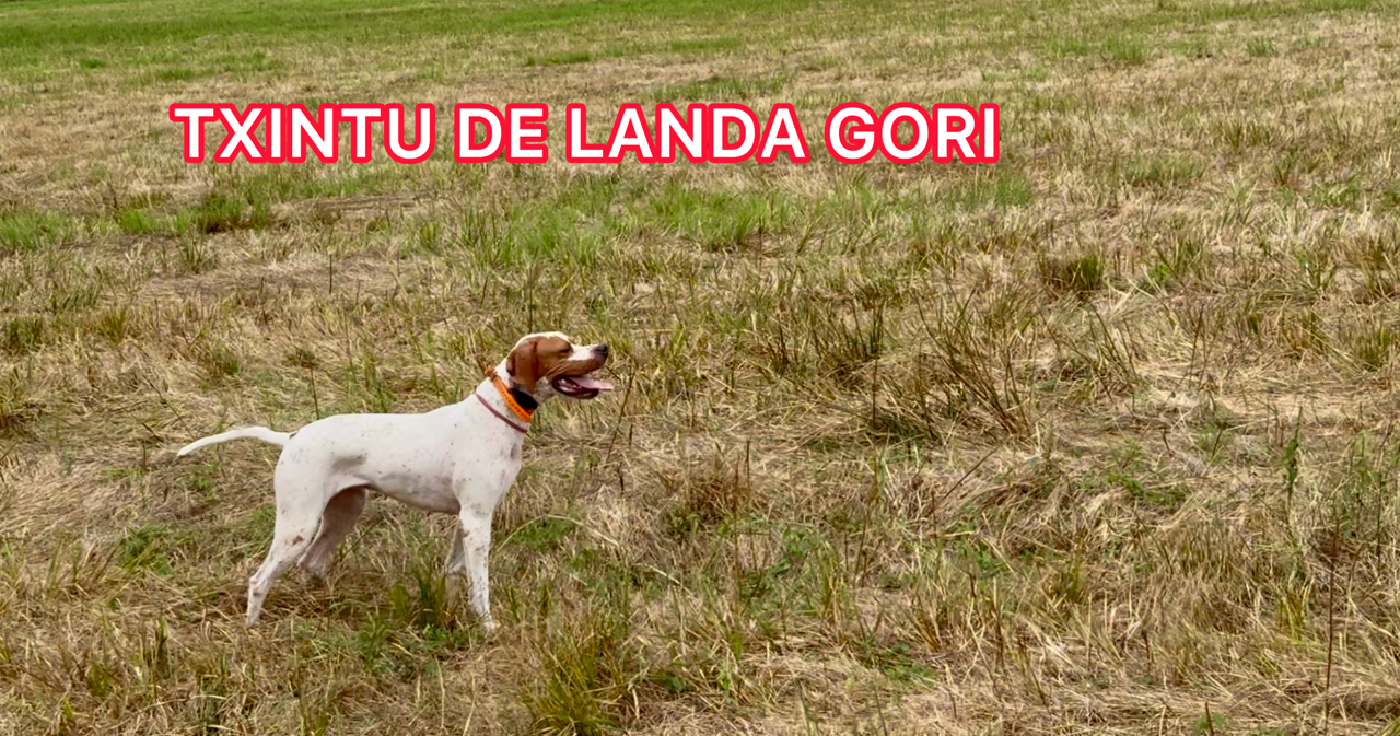 TXINTU DE LANDA GORI/Entraînement cailles sauvages/BURGOS