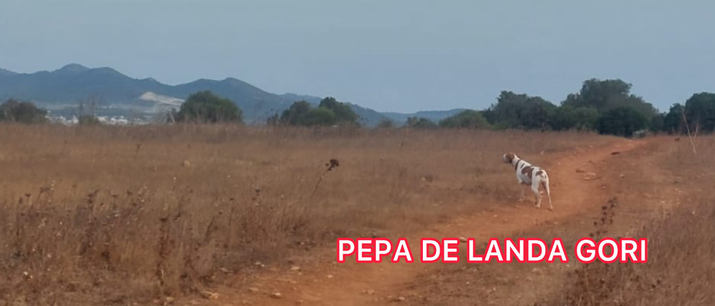 PEPA DE LANDA GORI/Entraînement sur compagnie de perdreaux /ÎLES Balleares