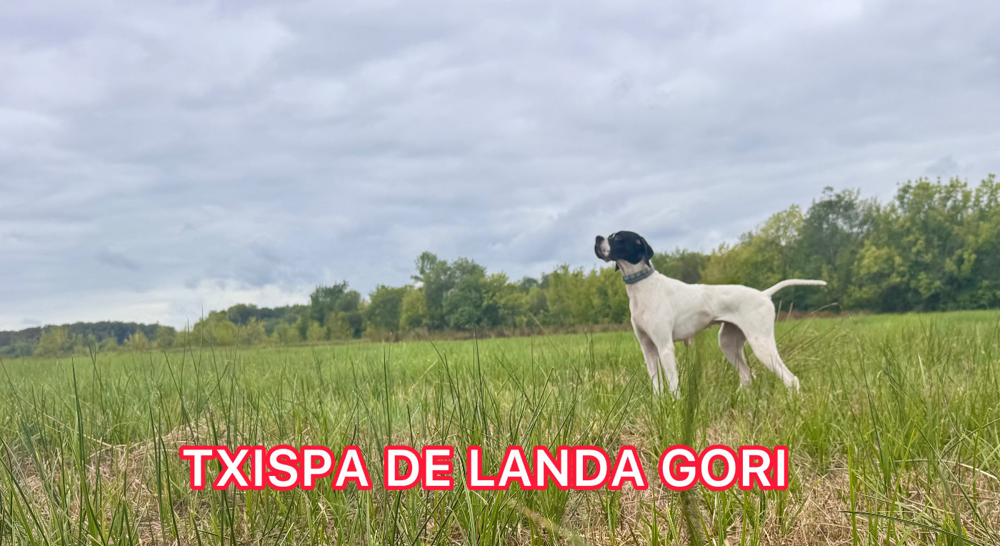 TXISPA DE LANDA GORI/Entraînement /cailles sauvages
