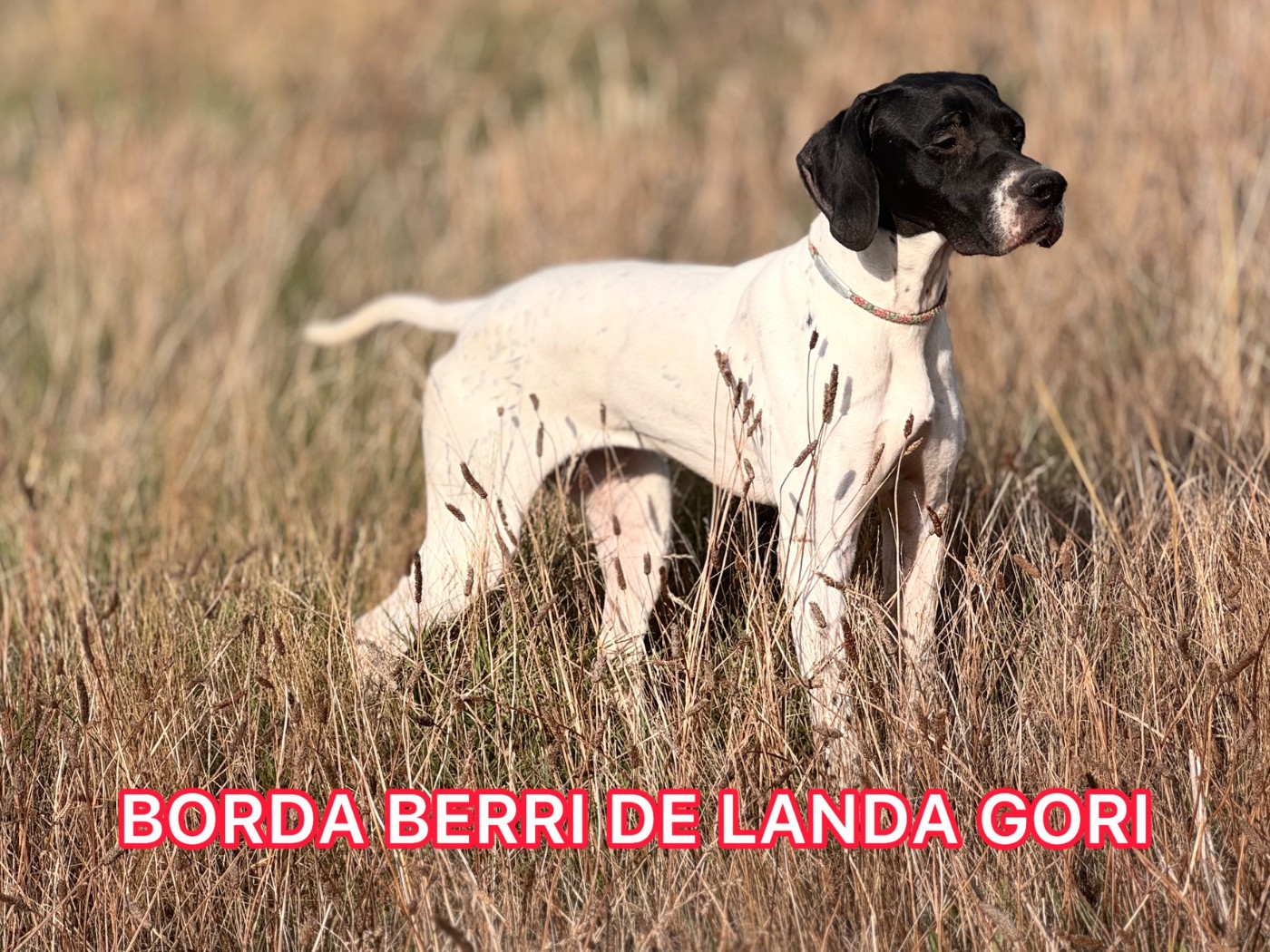 de landa gori - BORDA BERRI DE LANDA GORI/Chasse /cailles sauvages