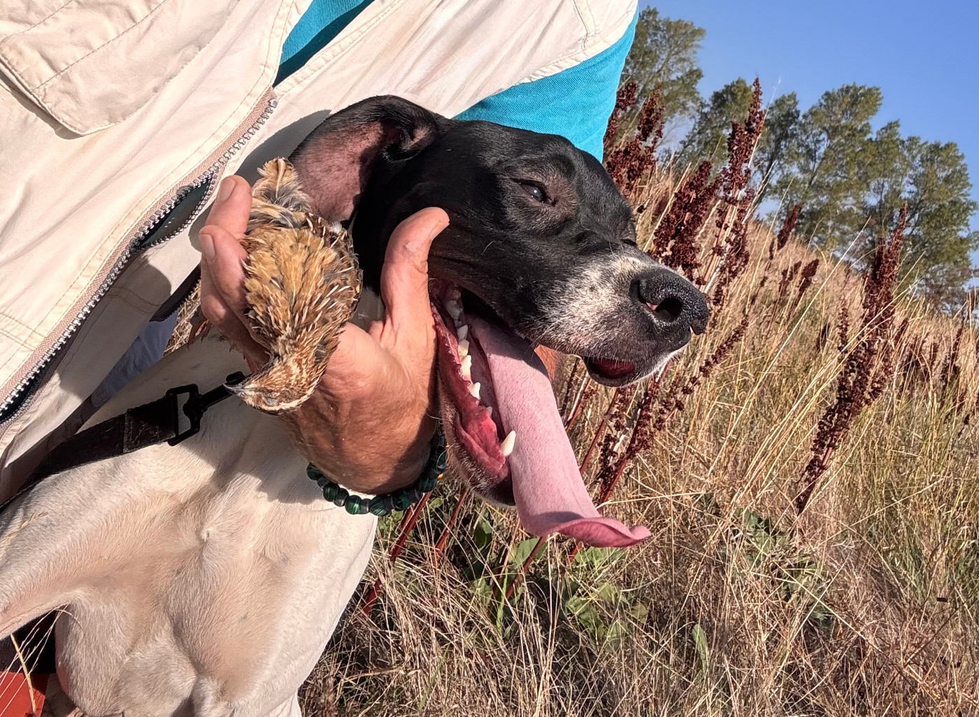 de landa gori - BORDA BERRI DE LANDA GORI/Chasse cailles sauvages/2