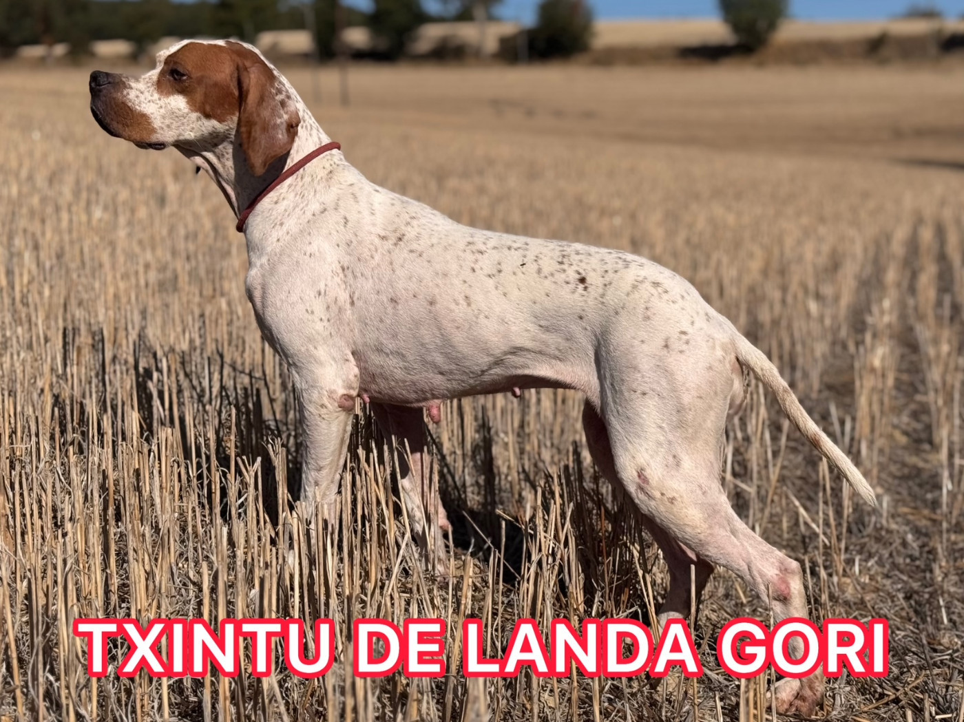 de landa gori - TXINTU DE LANDA GORI/Chasse cailles sauvages