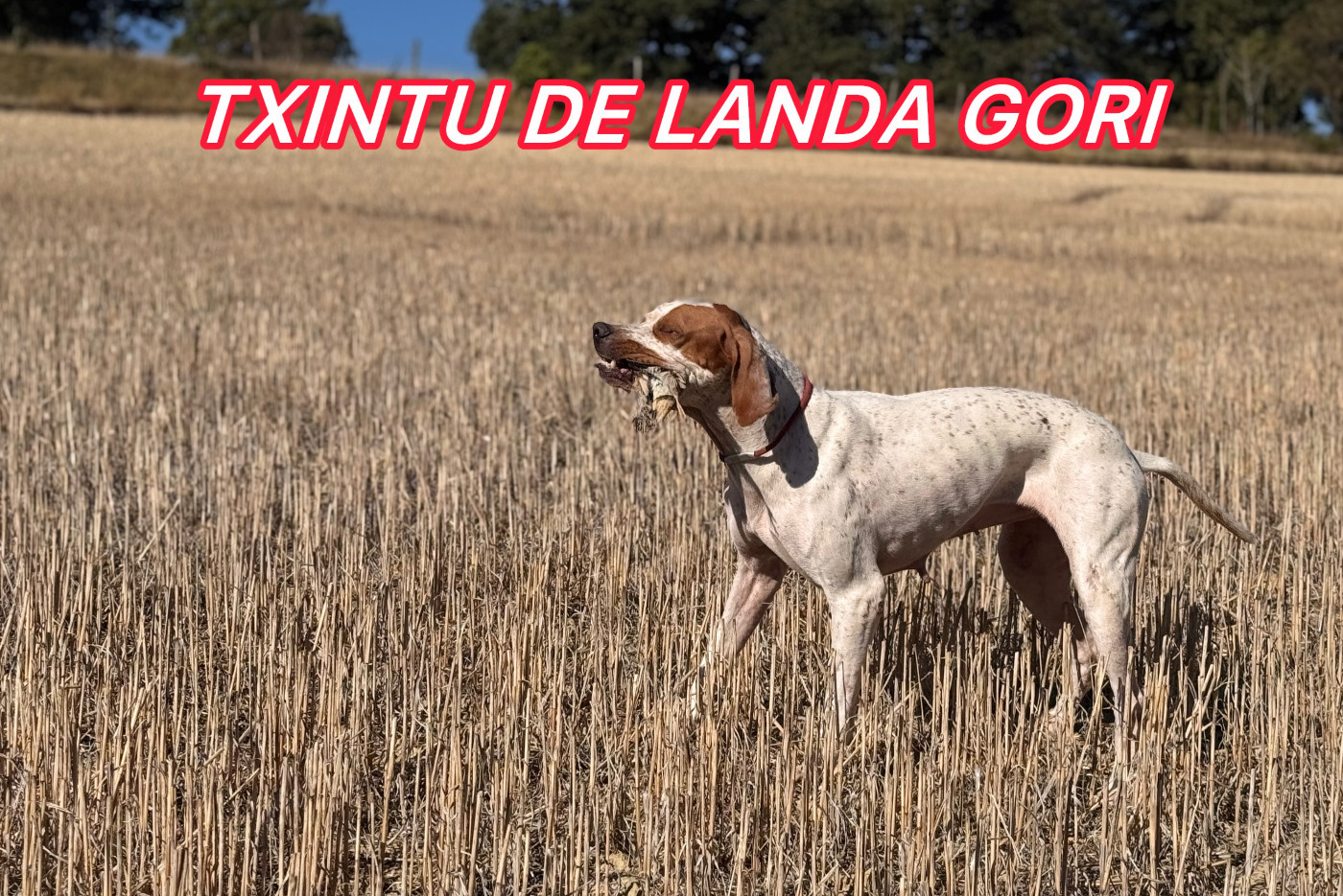 TXINTU DE LANDA GORI/Chasse /cailles sauvage/rapport