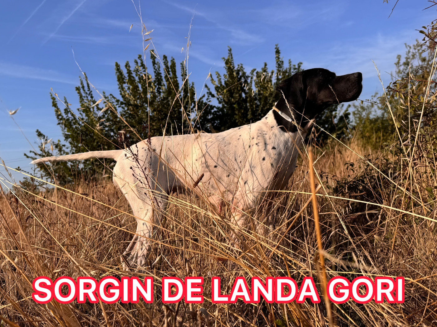 SORGIN DE LANDA GORI/Chasse /Cailles sauvages
