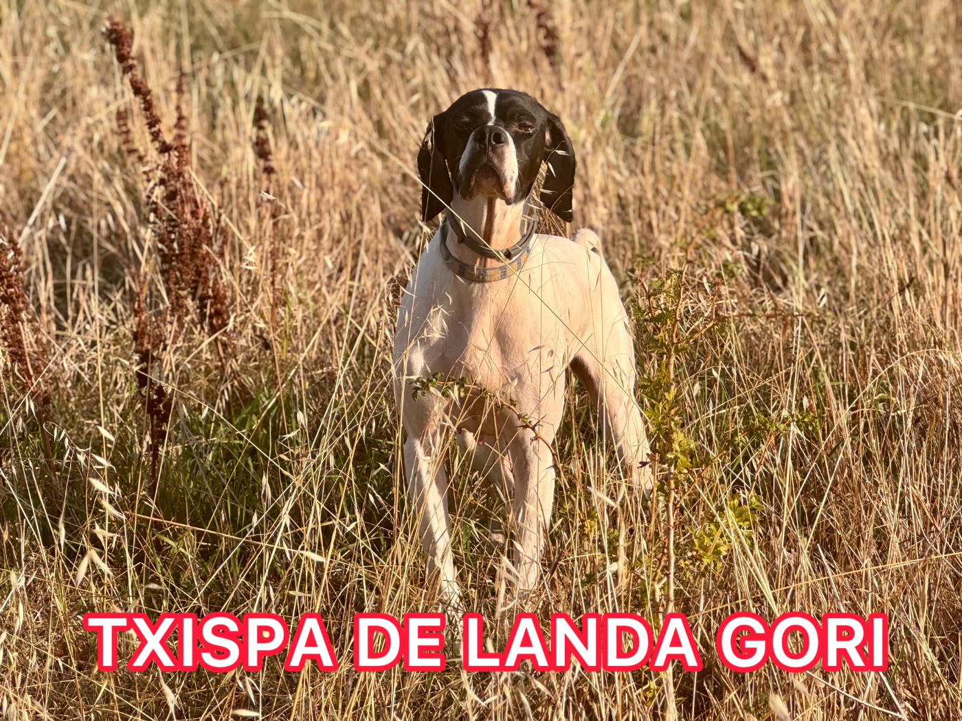 TXISPA DE LANDA GORI/Chasse/cailles sauvages
