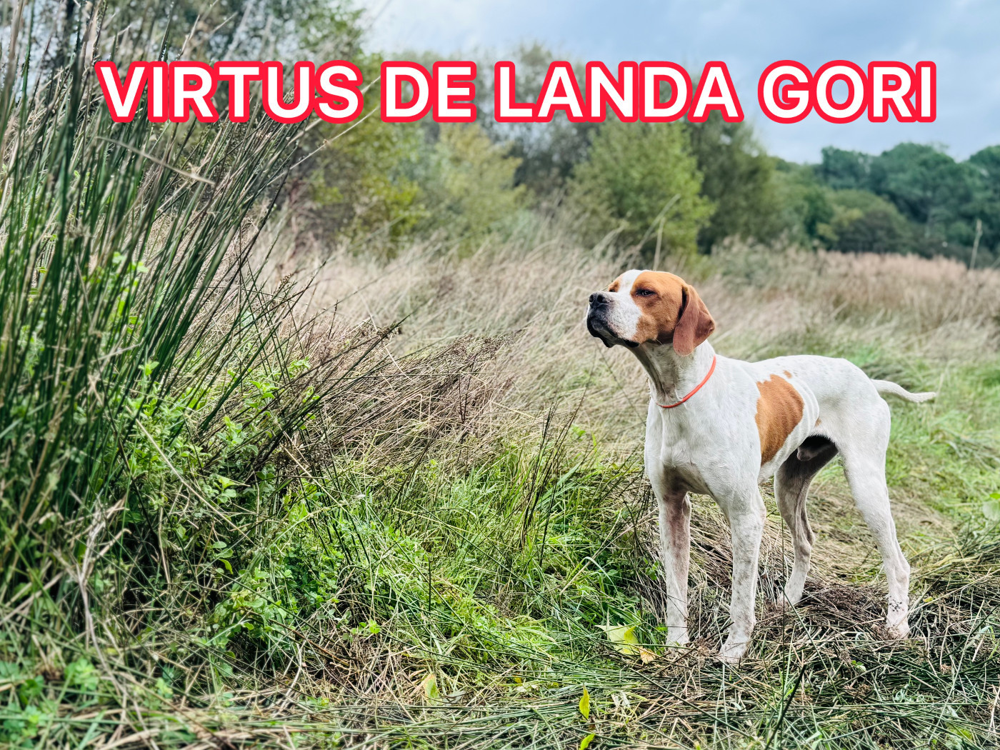 de landa gori - VIRTUS DE LANDA GORI/Chasse pratique/Egliseneuve (63)/3eme EXCELLENT