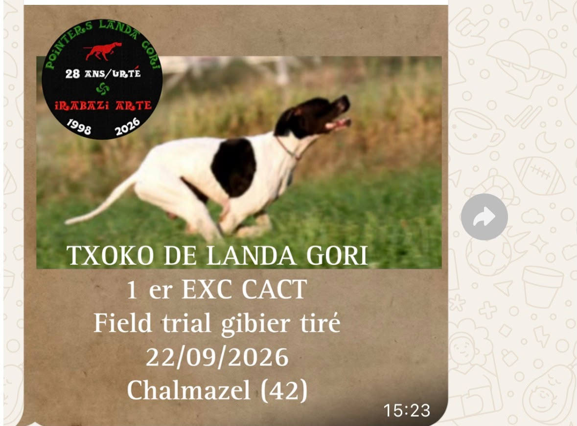 TXOKO DE LANDA GORI/Field trial gibié tiré/Chamazel'42)/1er EXCELLENT CACT