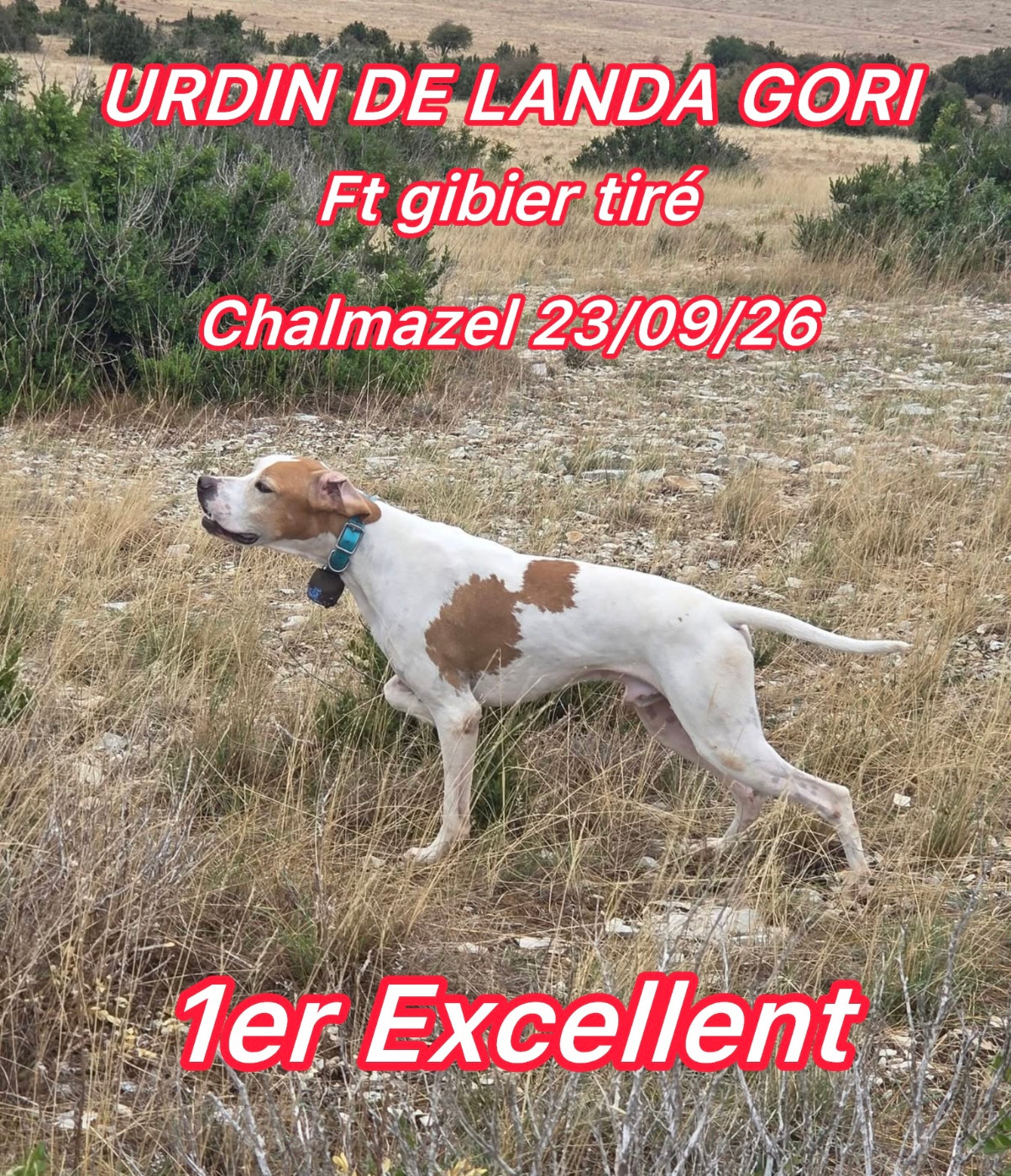 de landa gori - URDIN DE LANDA GORI/FT Gibier tiré/Chalmazel (42)/1er EXCELLENT