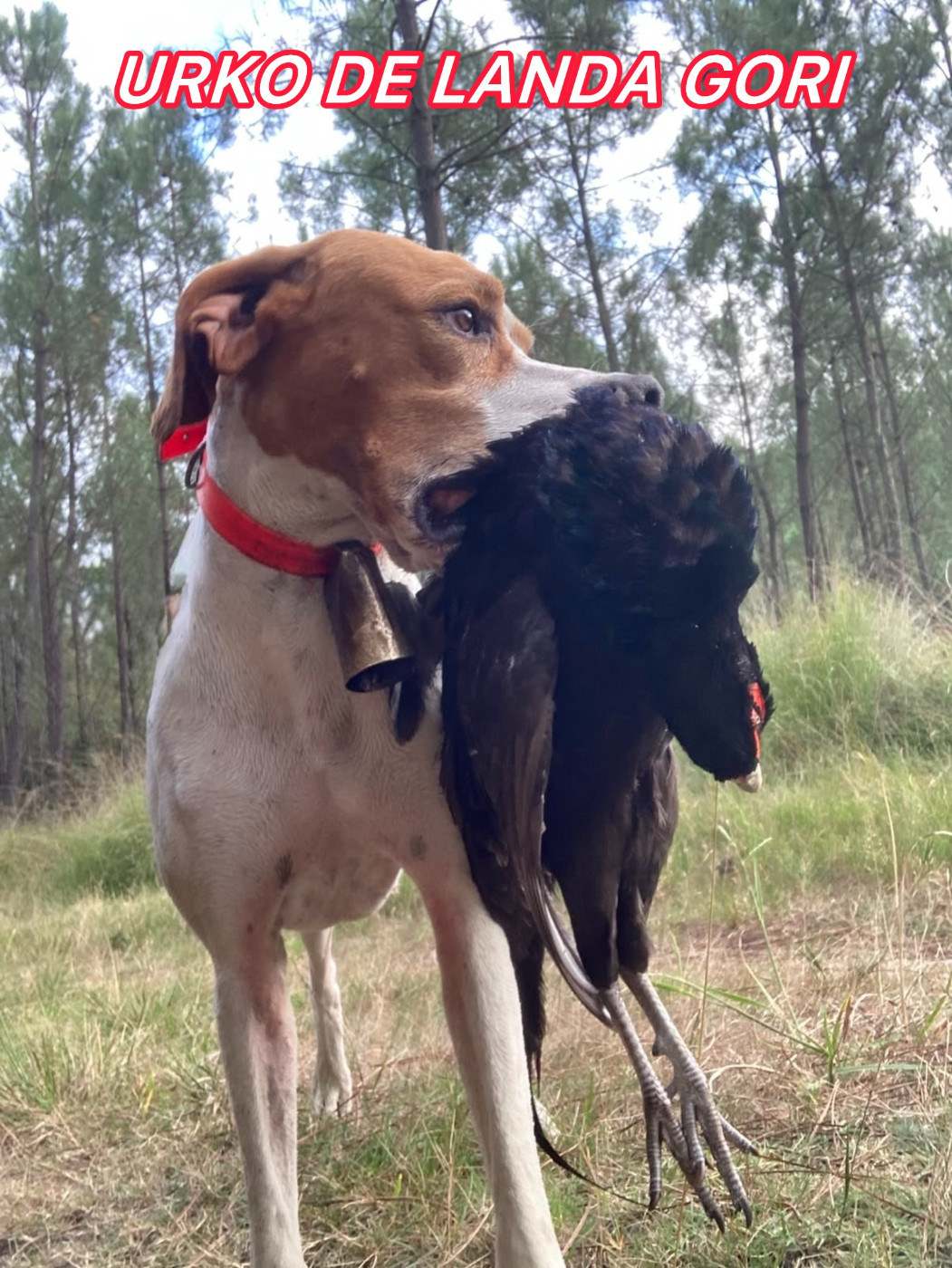 URKO DE LANDA GORI/Ouverture de la chasse/Landes