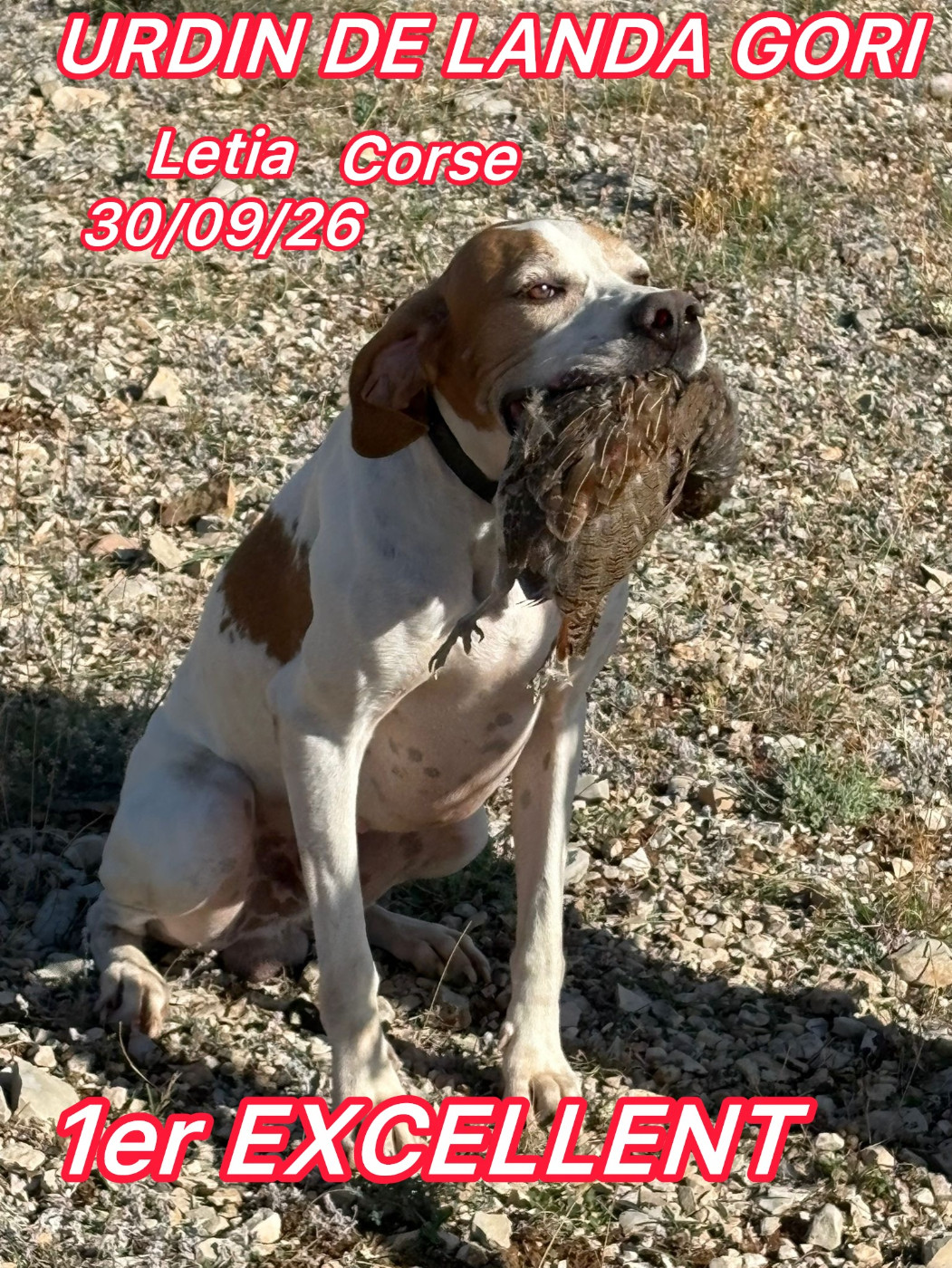 URDIN DE LANDA GORI/Gibié tiré/LETIA (Corse)/1er EXCELLENT