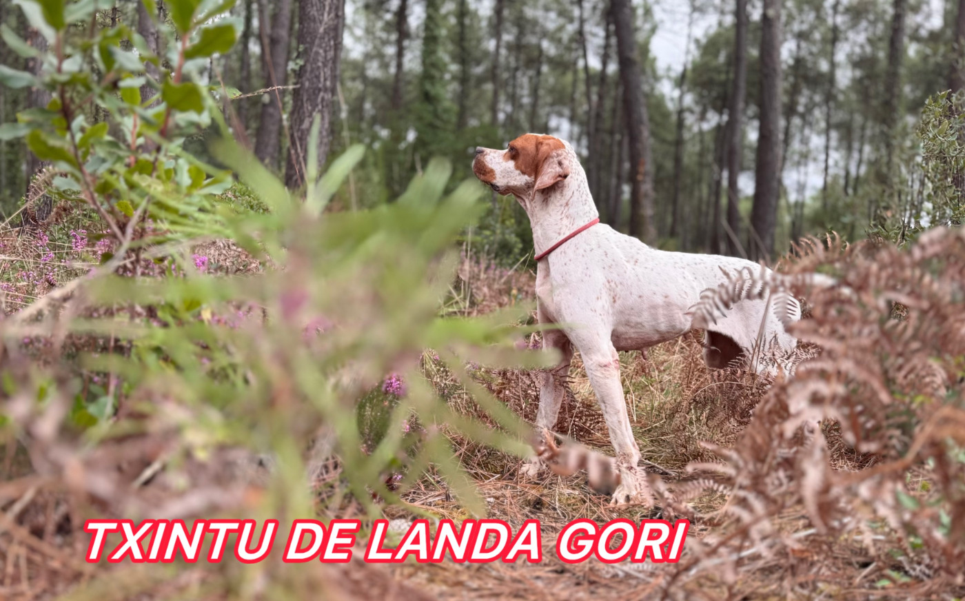 TXINTU DE LANDA GORI/Entraînement chasse /Perdreaux