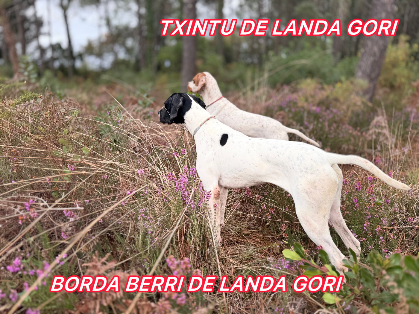 TXINTU et BORDA BERRI DE LANDA GORI/Entraînement chasse /perdreaux