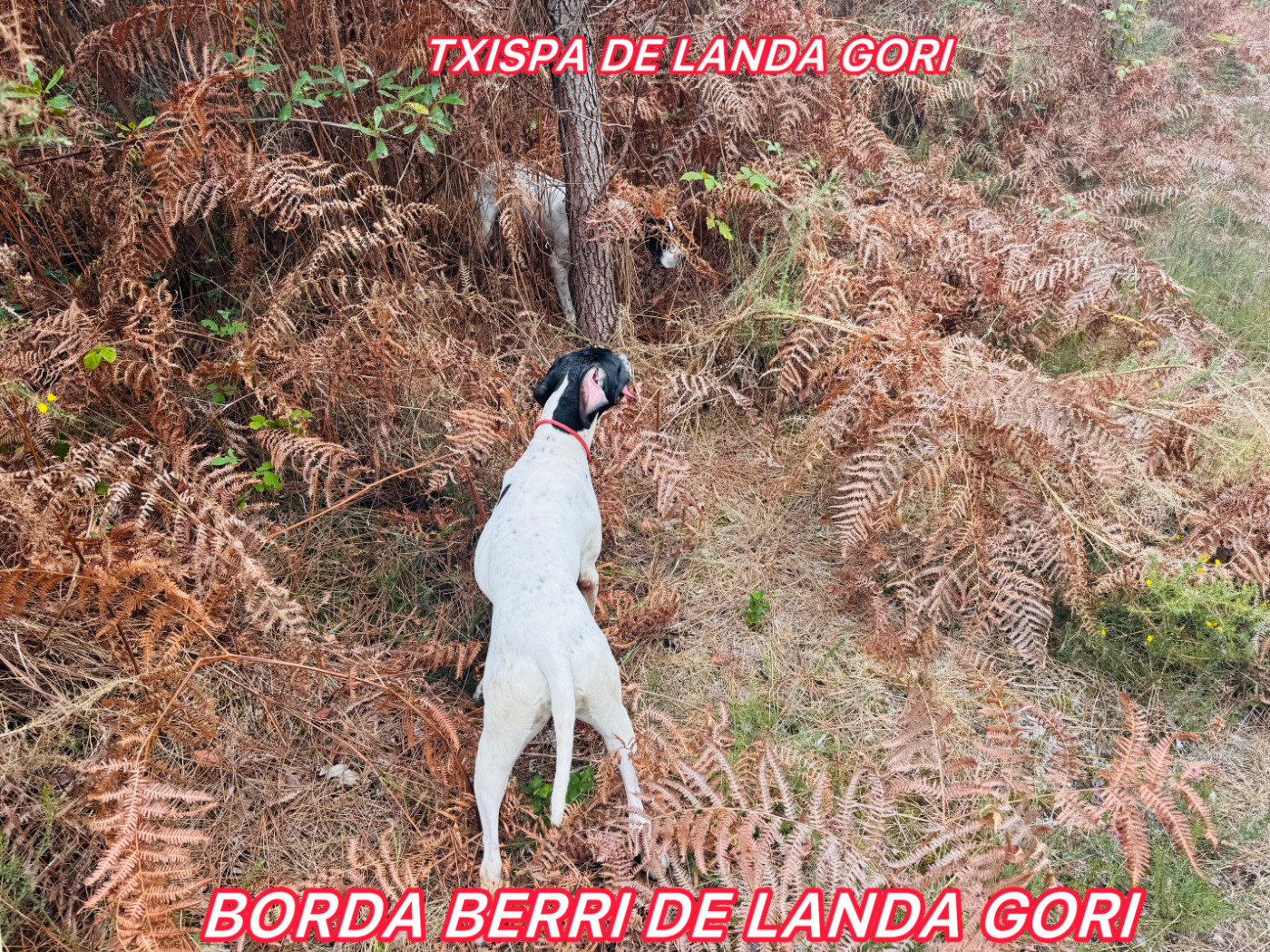 TXIPA et BORDA BERRI DE LANDA GORI/Chasse /LANDES
