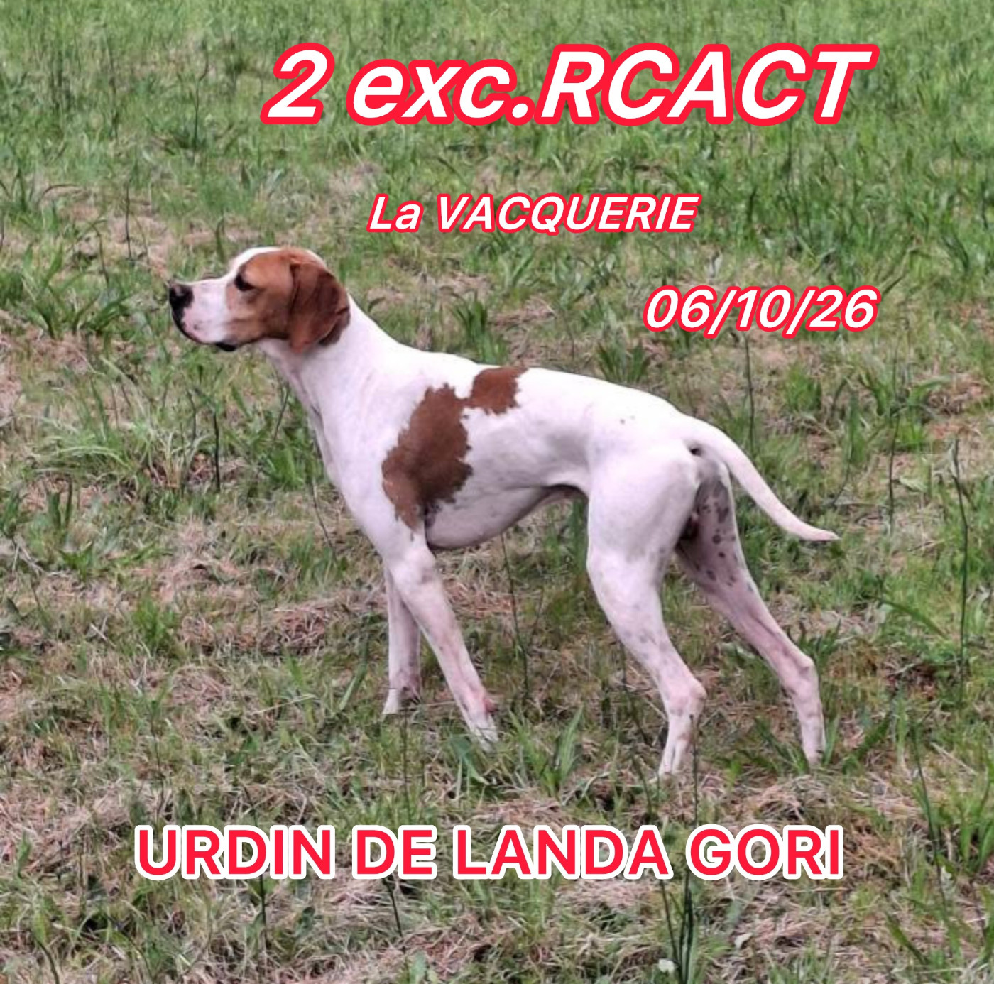 de landa gori - URDIN DE LANDA GORI/GT La VACQUERIE (34)/ 2eme EXCELLENT RCACT