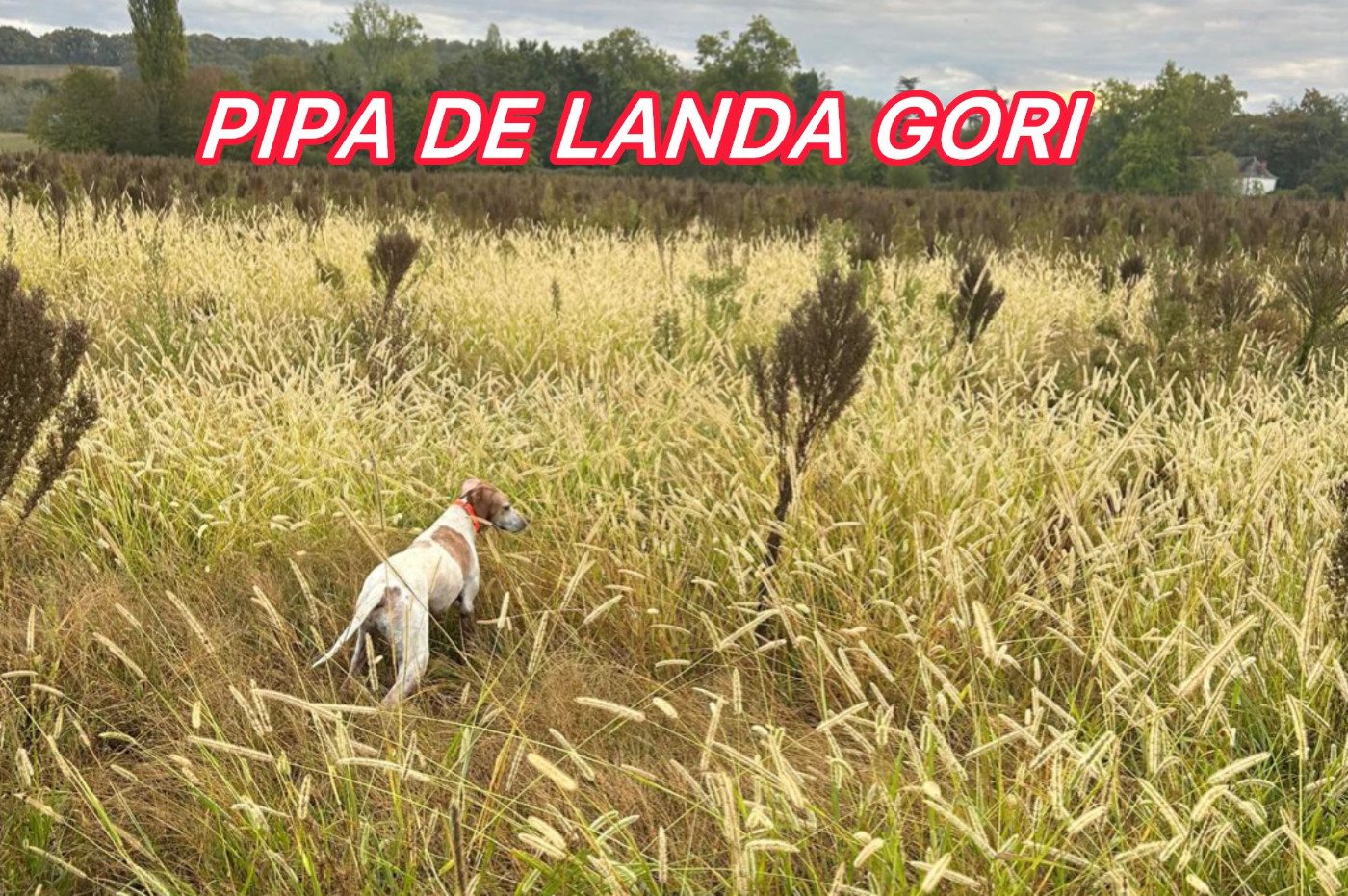 de landa gori - PIPA DE LANDA GORI/Chasse la caille sauvage /BEARN