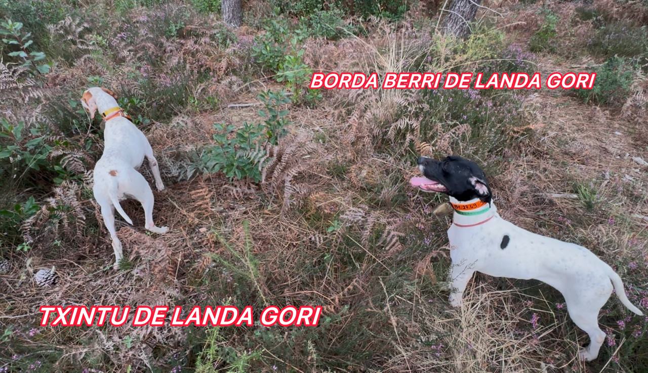 de landa gori - TXINTU et BORDA BERRI DE LANDA GORI/Entraînement/Chasse Perdreau