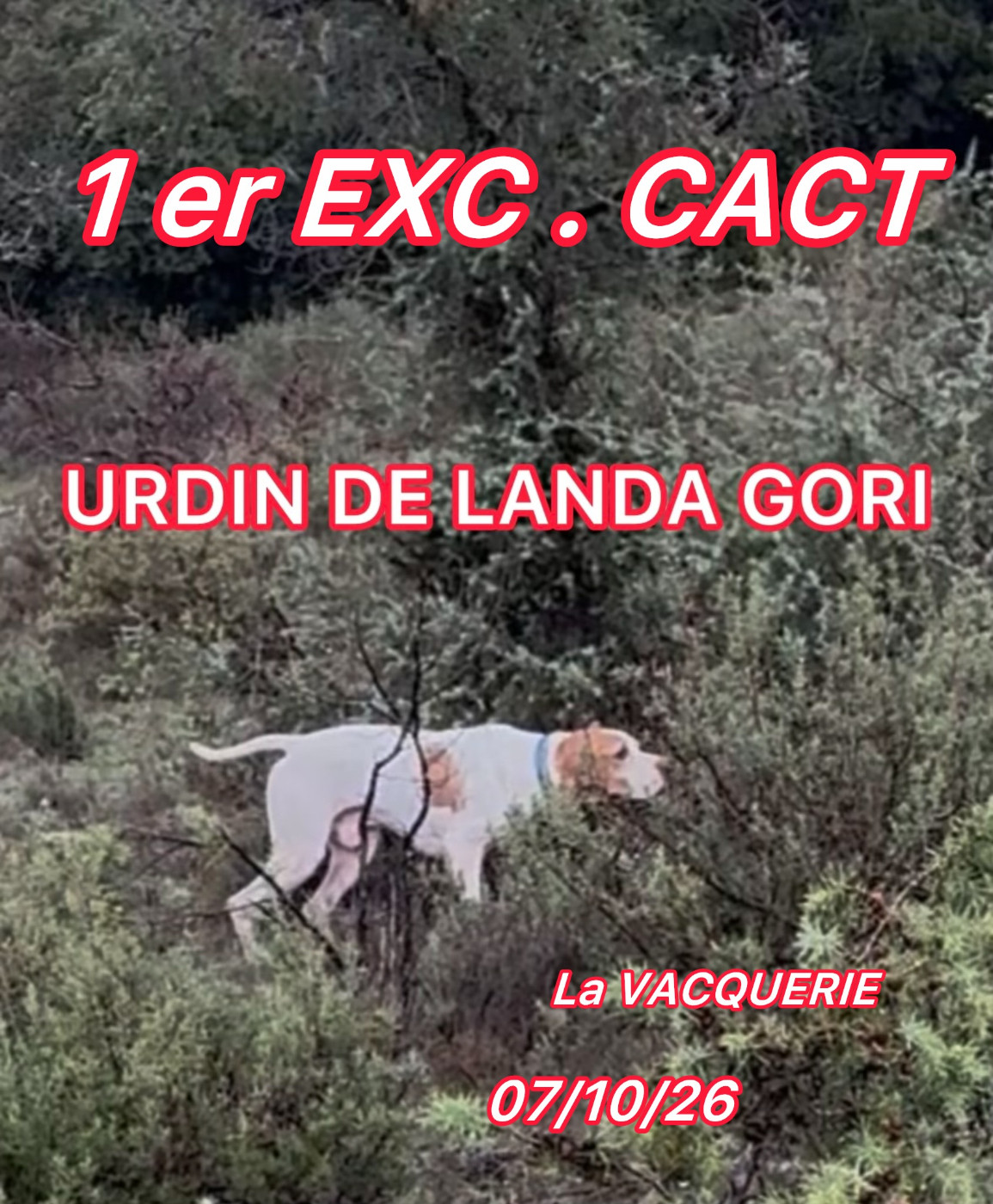 de landa gori - URDIN DE LANDA GORI/GT La VACQUERIE/1er EXCELLENT CACT