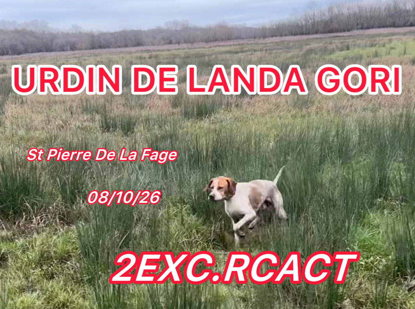 URDIN DE LANDA GORI/GT St Pierre de la Fage (34)/2 EXCELLENT RCACT