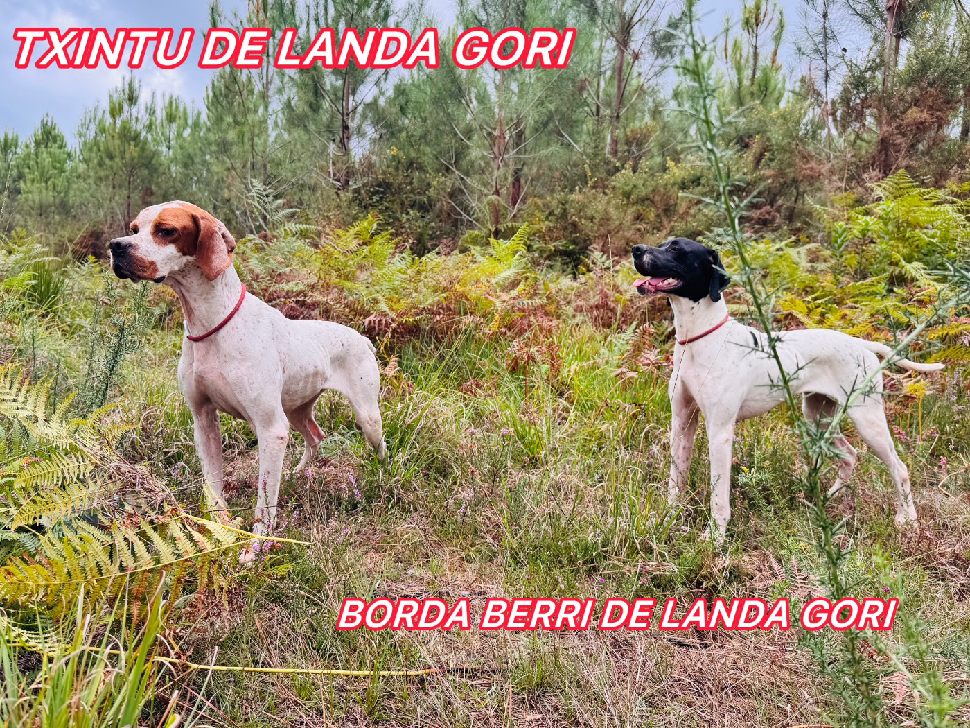 TXINTU et BORDA BERRI DE LANDA GORI/Chasse la caille sauvage