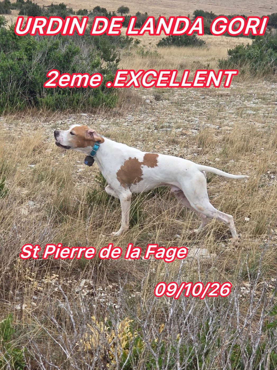 de landa gori - URDIN DE LANDA GORI/GT St Pierre de La FAGE: /2em EXCELLENT /4 classements (haut) /4 jours / EXCEPTIONEL