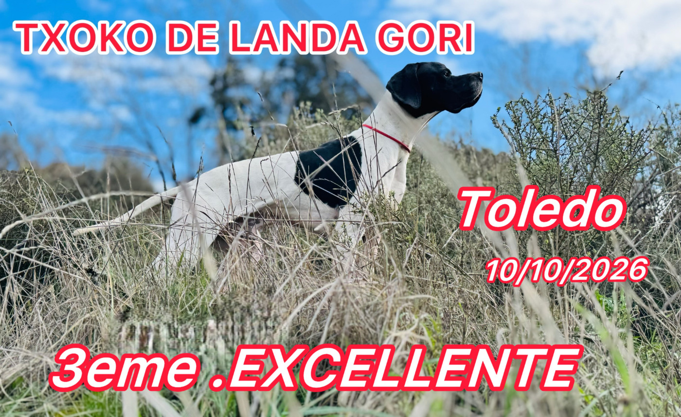 de landa gori - TXOKO DE LANDA GORI/Epreuve sélective /sur compagnie de perdreaux rouge /Tolede/ 3em EXCELLENT