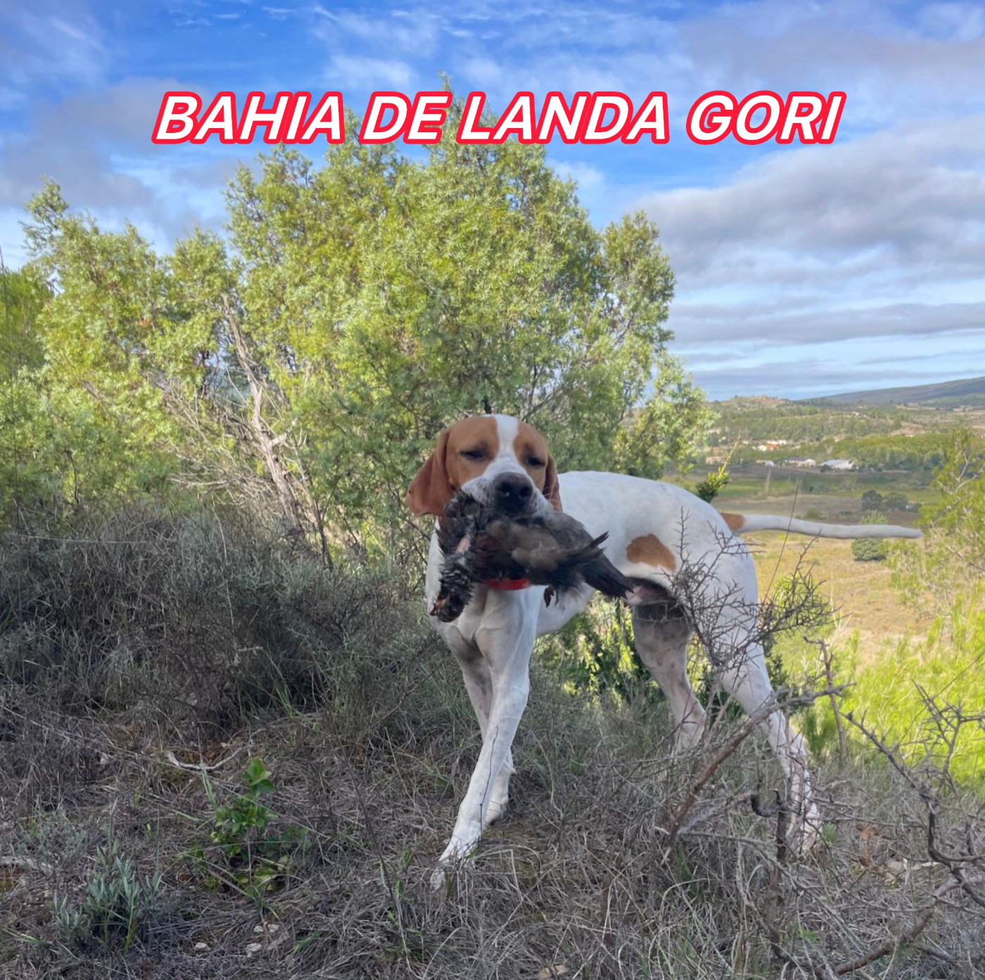 de landa gori - BAHIA DE LANDA GORI(5mois)/Chasse perdreaux naturels/montagne