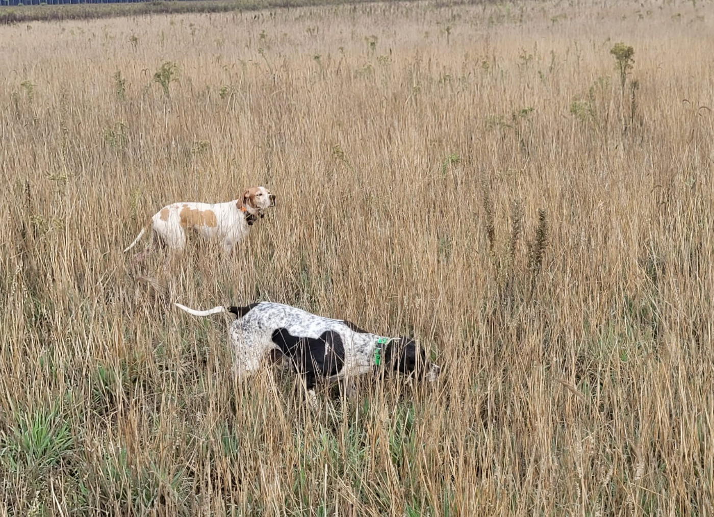 de landa gori - RHUNE & SIERRA DE LANDA GORI/Chasse les cailles sauvages/Landes