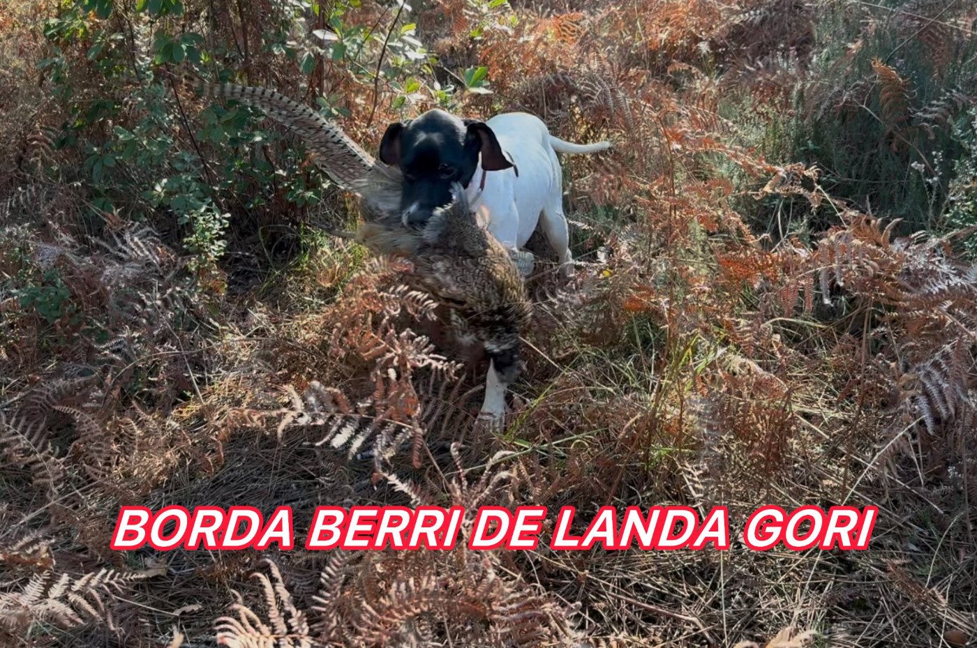 BORDA BERRI DE LANDA GORI/chasse/Les LANDES