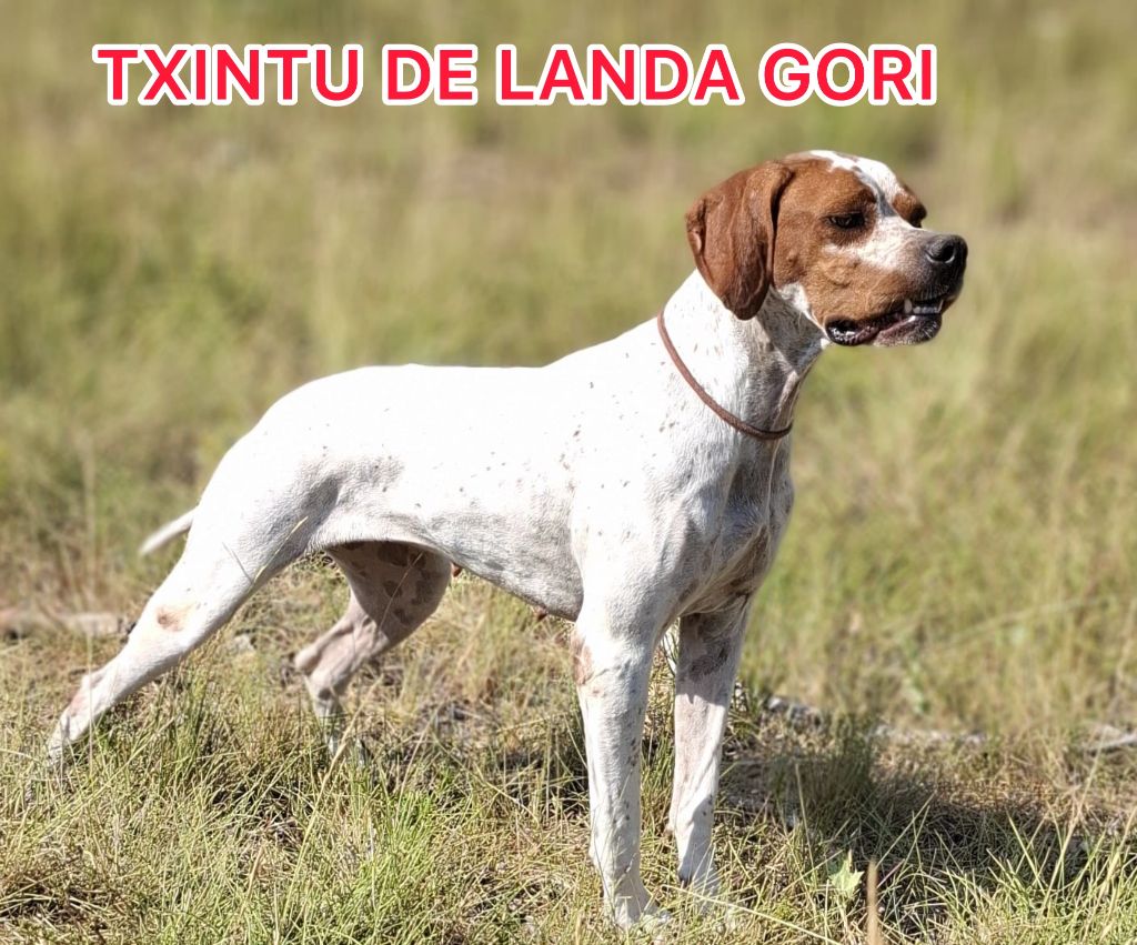 TXINTU DE LANDA GORI/Entraînement /Chasse pratique