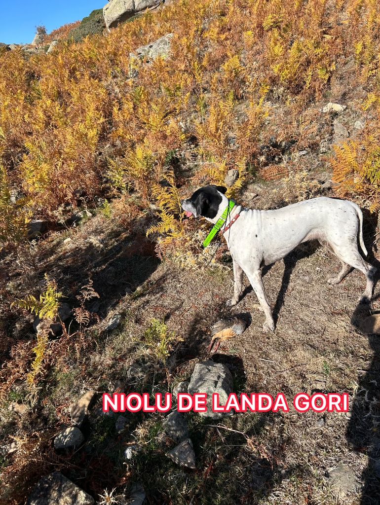NIOLU DE LANDA GORI/Chasse le perdreaux montagnes CORSES