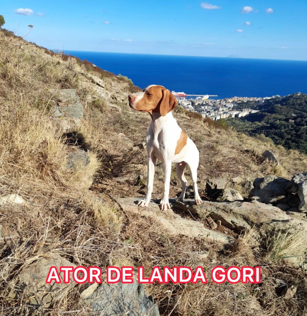 ATOR DE LANDA GORI/Montagnes CORSES