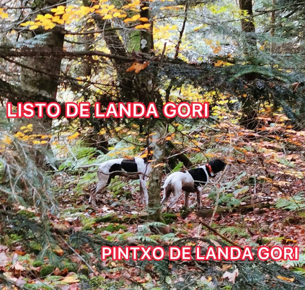 PINTXO et LISTO DE LANDA GORI/Chasse la bécasse/ARDECHE