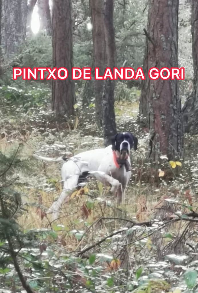 PINTXO DE LANDA GORI/Chasse la bécasse/ARDECHE